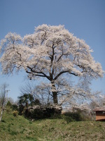 京丹波町の桜